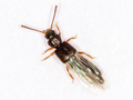 Carpelimus erichsoni